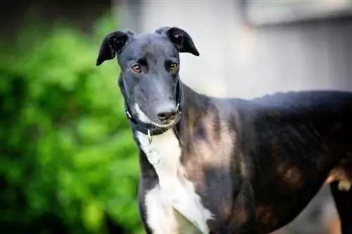 10 Greyhound Mixed Breeds (may mga Larawan)