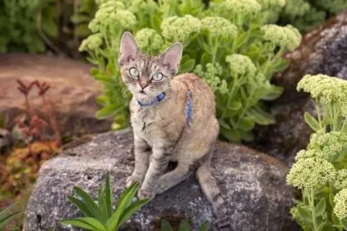 Devon rex mačka na vrtu