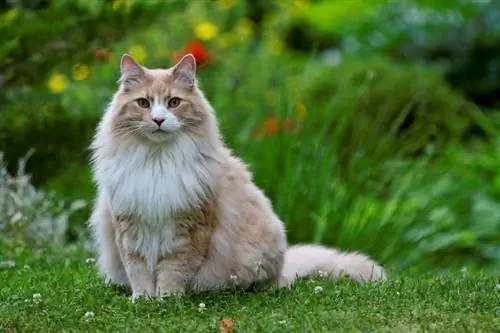 Muschelkamee Norwegische Waldkatze sitzt auf Gras