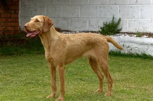 Wire-haired Vizsla wat op gras staan