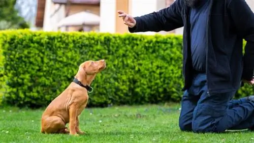 entrenamiento de obediencia de perros vizsla