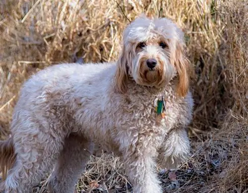 5 soorten goldendoodles: generaties uitgelegd