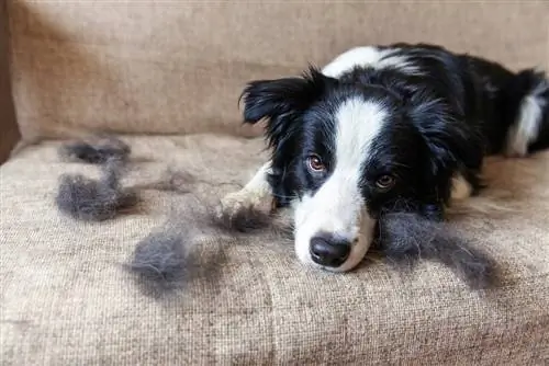 Bordercollie op de bank met hondenhaarbont