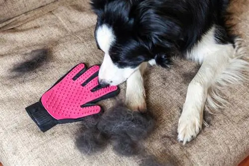 Border collie sentado perto de uma escova de luva e pele de cachorro