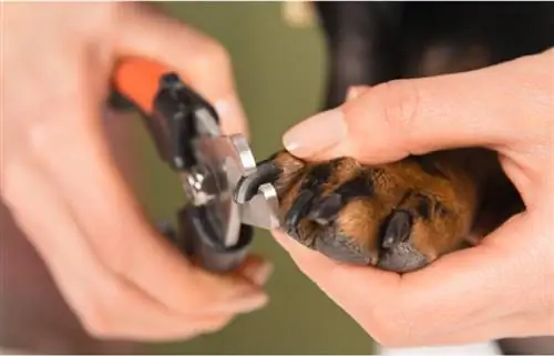 honden die nagels laten knippen