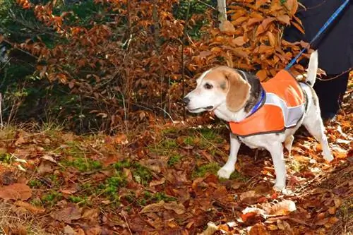 beagle koira käyttää turvaliiviä syksyllä pysyäkseen turvassa metsästyskauden aikana