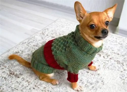 DIY Dog Sweater Knitting Pattern