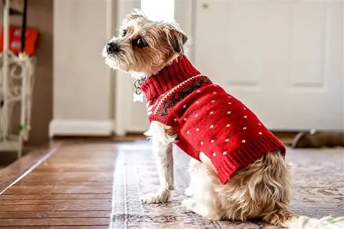 10 DIY Christmas Sweater para sa Mga Aso na Magagawa Mo Ngayon (May Mga Larawan)