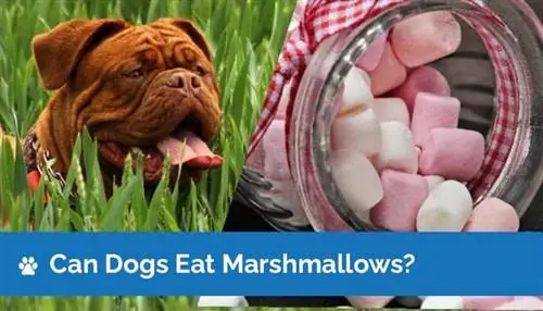 Kan hundar äta marshmallows? Vad du behöver veta