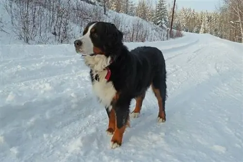 Bernese Mountain Dog amesimama juu ya theluji