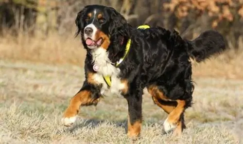 Entlebucher pásztorkutya