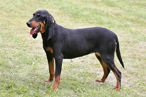 schweizisk hund