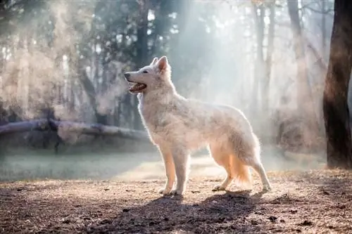 Berger Blanc Suisse