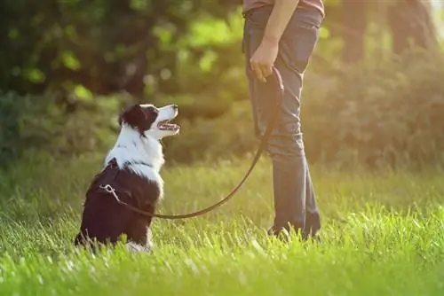 A mund të jenë qentë e shërbimit kufitar Collies? Gjithçka që duhet të dini