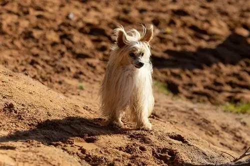 Chinese Crested დგას ქვიშაზე