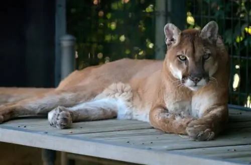 Existem gatos selvagens no Tennessee? O que você precisa saber