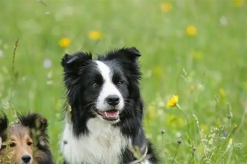 Els border collies són bons amb els nens? Suggeriments de races & Preguntes freqüents