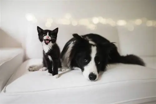 un cane border collie e un gattino su un divano a casa