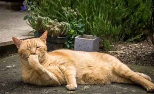 orange na pusa na nakahiga sa hardin