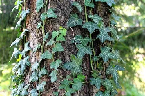 Ivy Kediler İçin Zehirli midir? Kedinizi Güvende Tutmak