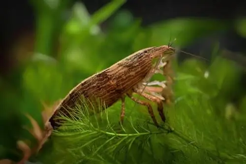 Camarones de bambú en acuario