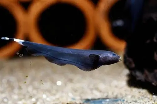 ikan pisau hantu hitam