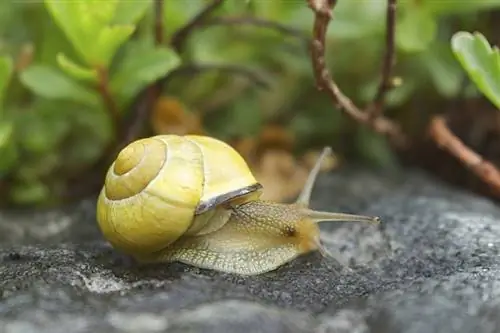 Caracol misterioso