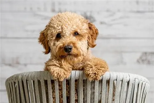 en mini goldendoodle hvalp i en kurv