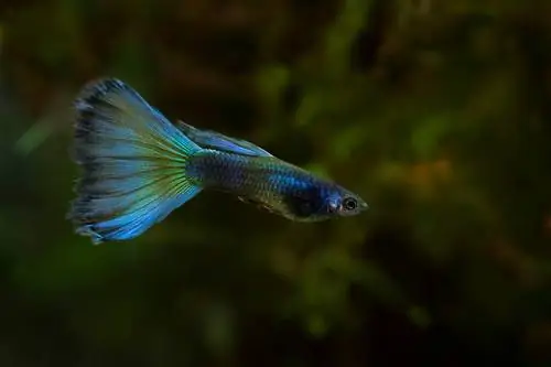 Guppy de Moscú azul