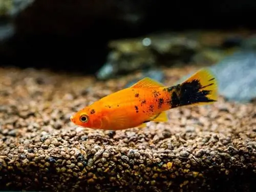 Nyekundu Wagtail Platy