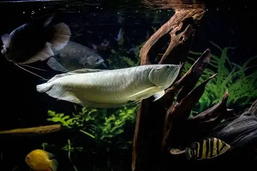 Fedha, Arowana, Kuogelea