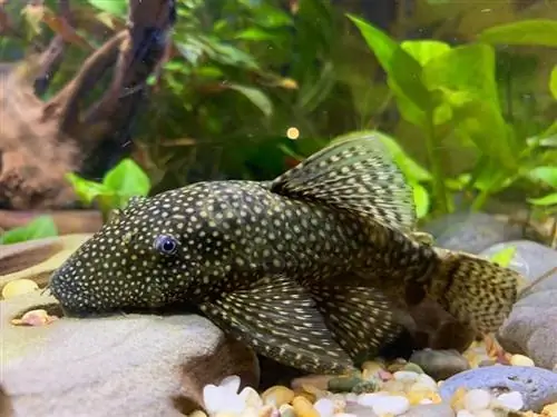 15 tankkikaveria Bristlenose Plecosille (yhteensopivuusopas 2023)