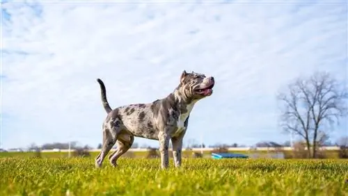 Hoeveel oefening het Pitbulls nodig? Wenke & Gereelde vrae