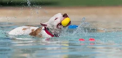 pitbull bermain dengan bola sambil berenang