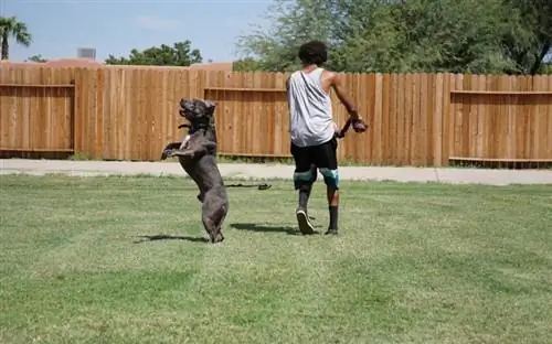 pitbull brincando com seu dono