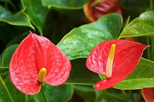 Er Anthurium giftig for katter? Hold katten din trygg