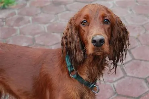 Ierse setter met kraag in de straten