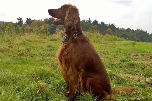 setter irlandès assegut a l'herba amb la boca oberta