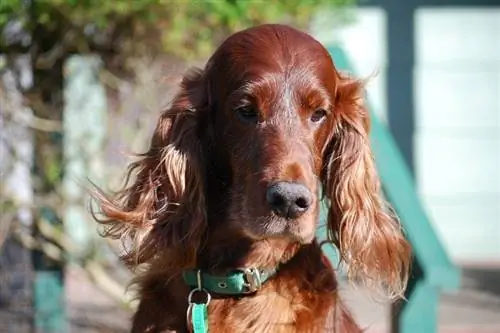 cara de setter irlandès