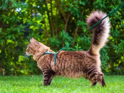 Juoda tabby Maine Coon katė su pavadėliu