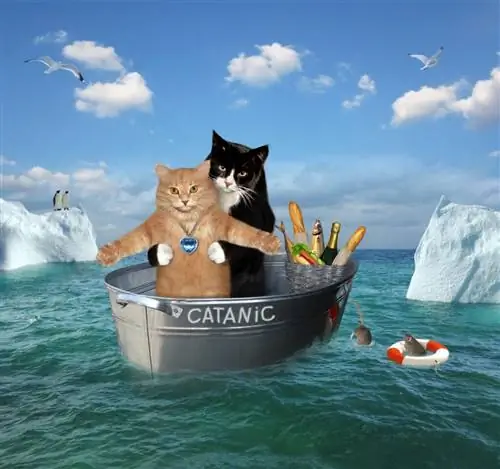 Die beiden tapferen Katzen treiben im stählernen Waschzuber zwischen den Eisbergen im Meer. Ihr Schiff heißt Catanic.