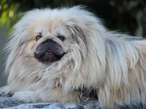 Pekingese langes Haar