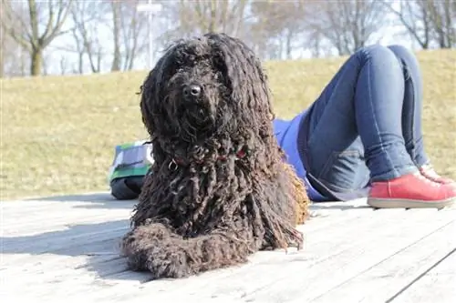 Schwarzer Puli