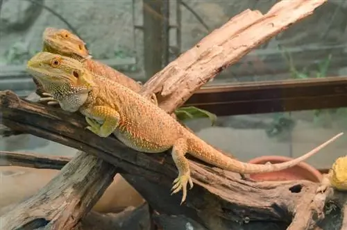 Yuav Tau Bearded Dragons Loj npaum li cas? Qhov hnyav nruab nrab & Daim Ntawv Loj Hlob