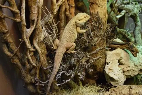 dragão barbudo no terrário