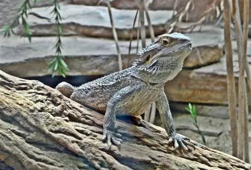 dragão barbudo no log