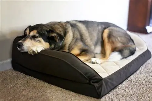 cane di razza mista che dorme nel letto del cane