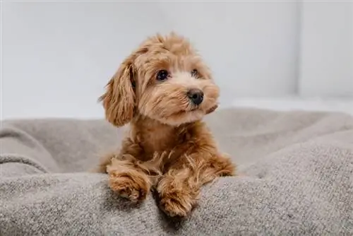 M altipoo liegt auf einem Hundebett