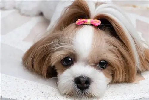 Anjing Shih Tzu yang lucu menatap pemiliknya dengan rasa kantuk.