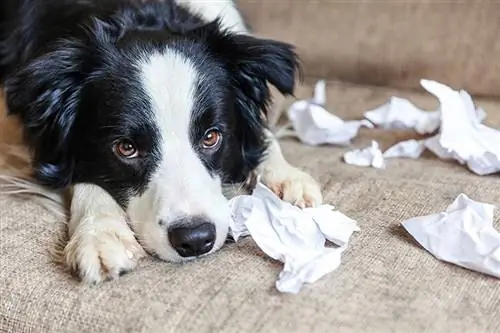 Cãozinho travesso e brincalhão, border collie, depois de morder papel higiênico, deitado no sofá em casa